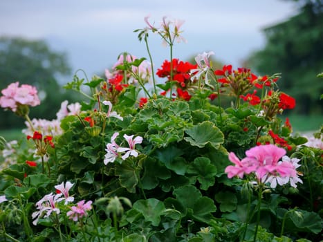 Beautiful white, pink and red flowers on a lush bush with green leaves