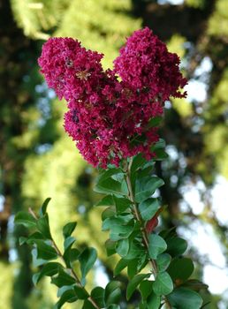 garnet color blossoming small petals of a beautiful flower with dense green leaves