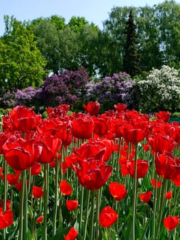 A flower bed of Dutch tulips against a background of multi-colored lilac bushes. Purple, white and violet