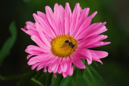 A small bee standing in the middle of a flower with a yellow center and pink petals