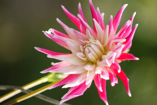 Close-up of a beautiful flower with white and pink petals. It will be an ornament of any flower arrangement.