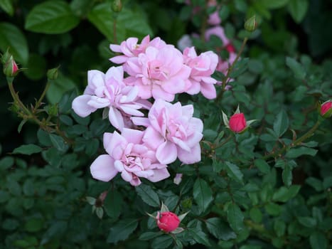 A chic green bush of roses with thick leaves. Delicate pink petals and unbroken red buds.