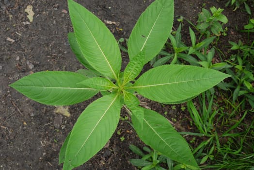 Photographed close-up, a large green plant with large leaves against the background of grass