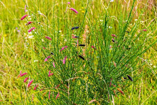 Green bush with small multicolored inflorescences on long thin branches against the background of grass