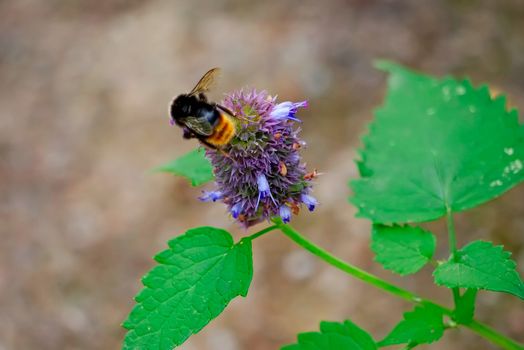 A bee pollinates a small flower on a green stalk
