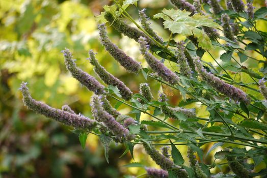 Green stalk plants with juicy leaves and fluffy tassels with shifts