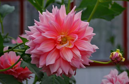 A large, full, pink peony flower with green leaves