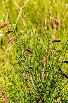 bright red pods with seeds of field grass in the middle of a meadow