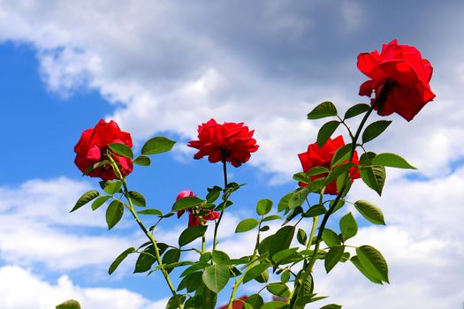 A bush of a red rose on a high stem with green petals and sharp spines