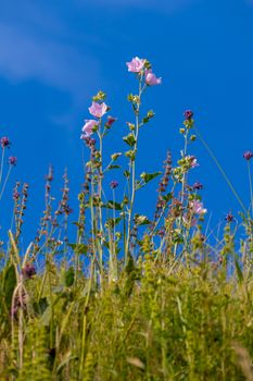 Wildflowers with pink petals on a high stalk against a bright blue sky