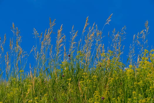 high field grass on a background of a bright blue cloudless sky