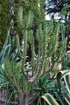 Colorful cacti with a sinuous and high stalk wedged with needles