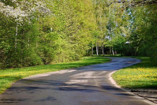 A winding asphalt road after the rain on a summer day. With the yellow-green carpet growing on the roadside with flowers and grass.