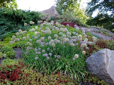 Wild garlic blooming on a flower bed with different colors, greens and large cobblestones