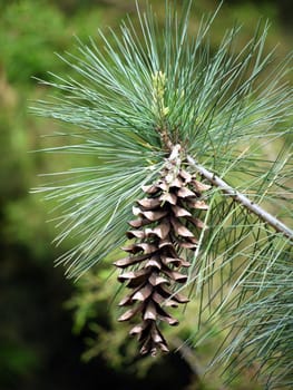 A cheerful pine cone on a branch and mischievously sticking needles around her