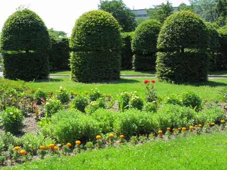 decorative shrubs are cut in the city park near the flowerbeds