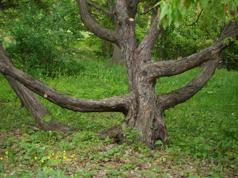 A large old branchy tree against a background of shrubs and green grass