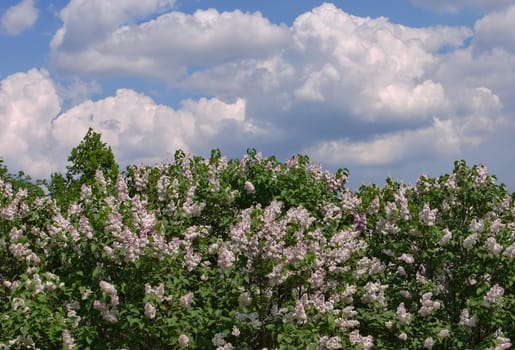 Lush white lilac branches with green leaves against a blue sky with white clouds