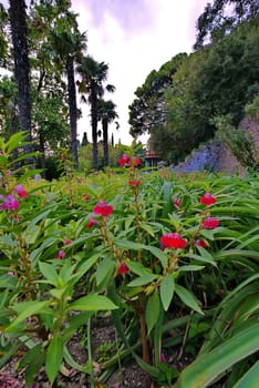 Lovely red flowers among the green leaves on the flower bed. Growing in the shade of trees and exotic palm trees.