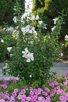 A bush with white large flowers is surrounded by small pink flowers from below