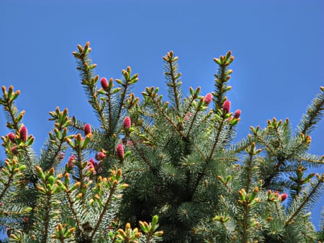 Coniferous branches with bright crimson cones are photographed from below against a blue, cloudless sky