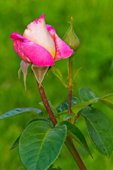 small closed rose pink rose with spiked branch and green leaves
