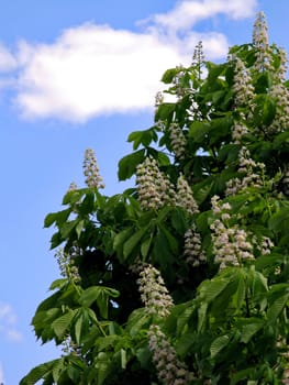 Flowering white lush branches of chestnut with green leaves against the blue sky