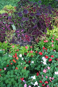 Large bright green bush with lots of colorful flowers and leaves
