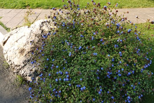 Shrub with small beautiful blue flowers and green leaves in the rays of the summer sun grew on a stone