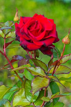 a bush of beautiful dark red rose exuding a magnificent aroma