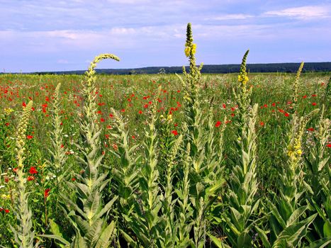 Field with bright red poppies and not yet blossoming yellow mallows along the perimeter