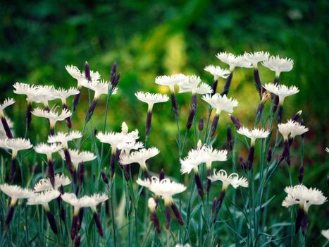 a row of white flowers of clove with truncated petals on a high green stalk