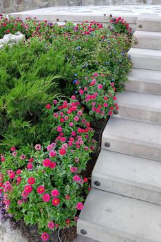decorative flower bed with evergreen plants and small claret flowers in pots near concrete steps