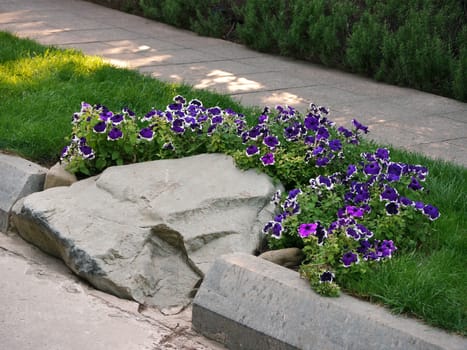 The shrub is bright, blue petunias curling around a large granite stone on a green lawn