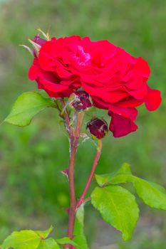 the opened flower of a velvet red rose against a background of green grass