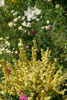 Lush thickets of flowers in the garden with daisies standing out against the background of other flowers with beautiful white petals and a yellow center.