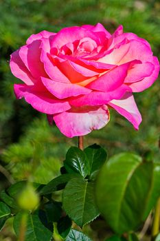 pale pink petals juicy green leaves all this rose on a thin stalk