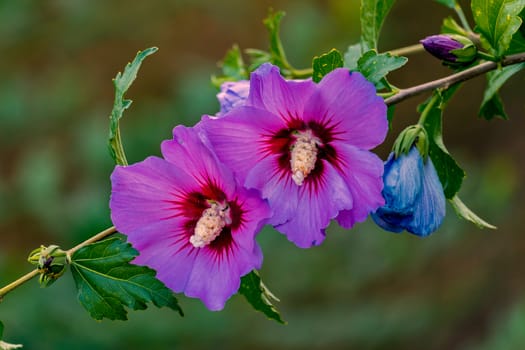 A branch with several opened flowers with violet petals and a white oblong middle