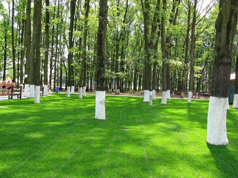 A park with a shaved lawn and trees growing on it with white trunks. Trees like in festive, white skirts