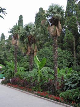 A flower bed in front of the alley with palm trees, ficus and red flowers against the background of tall trees