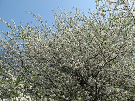 Flowering spring cherry with young white flowers on the branches