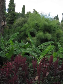 Large flower bed with red flowers, green decorative plants and trees