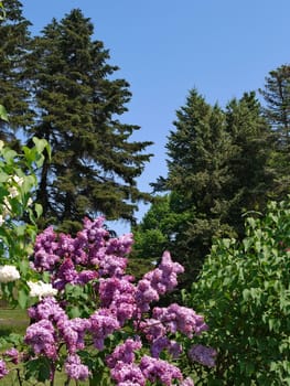 Bushes of a blossoming multicolored lilac against the background of tall coniferous trees