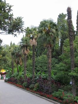 High green palm trees next to flower beds along a wide promenade