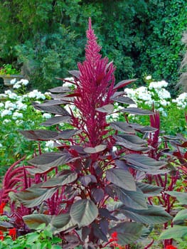 dark red decorative flowering grass against a background of white flowers and green trees