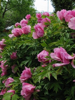 a bush in the garden with flowers gently pink in color