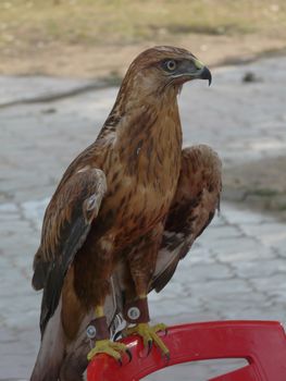 well-made stuffed bird on a chair that seems to be alive