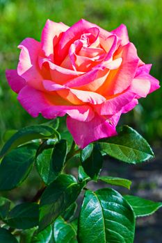 a bright lush rose with lush green leaves and tender petals