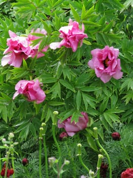 A lush bush of peonies with dense leaves and flowers with already wilted petals