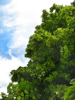 bright green crown of a deciduous tree against a blue sky and a white fluffy cloud